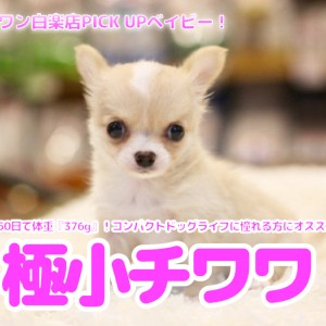 ワンコの写真 極小チワワ 】生後50日で体重『376g』！コンパクトドッグライフ