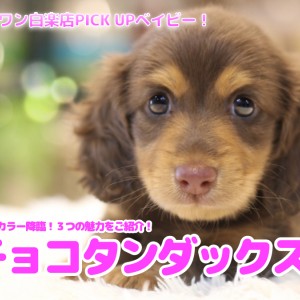 チョコタンダックス 】大人気カラー降臨！3つの魅力をご紹介