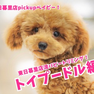 トイ プードル 都会派パピートリミング 東日暮里店no マルワンblog ペットショップ マルワン 小さめ子犬 美形な子猫 初心者安心のサポート