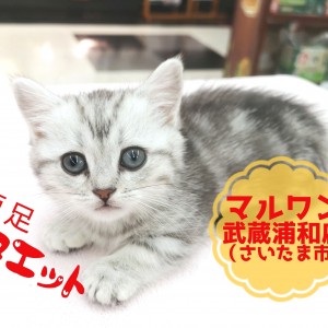 【 ミヌエット 】肢長4cm!2018年最後の短足プリンセス!