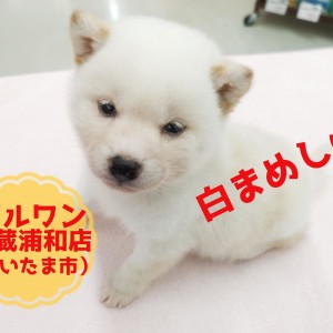 豆柴 豆柴犬 】希少！生後50日で881g！白いまめ柴！ | マルワンBLOG