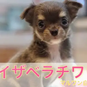 イザベラチワワ 希少度max 超レアカラーのチワワが白楽店に登場 マルワンblog ペットショップ マルワン 小さめ子犬 美形な子猫 初心者安心のサポート