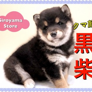 クマ顔 黒柴 動くぬいぐるみ 極上の愛らしさを備えたクマ顔柴犬 マルワンblog ペットショップ マルワン 小さめ子犬 美形な子猫 初心者安心のサポート