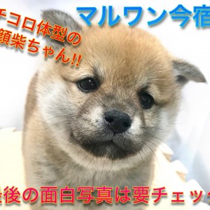 柴犬 ムチコロ体型の子クマ系柴ちゃん 面白可愛い写真は必見です マルワンblog ペットショップ マルワン 小さめ子犬 美形な子猫 初心者安心のサポート