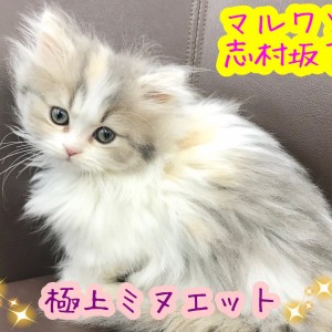 ミヌエット 】ペルシャの優雅さとマンチカンの可愛らしさを兼ね備えた 極上プリンセス登場！！ | マルワンBLOG | ペットショップ マルワン  小さめ子犬 美形な子猫 初心者安心のサポート