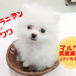 ぽめわ ポメチワ:ポメラニアン×チワワのブリーダーを探す｜ブリーダーナビ