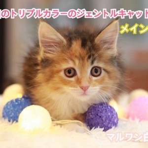 メインクーン 橙 黒 白のトリプルカラーのジェントルキャット マルワンblog ペットショップ マルワン 小さめ子犬 美形な子猫 初心者安心のサポート