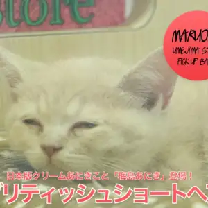 【 ブリティッシュショートヘア 】日本版クリームあにきこと「梅島あにき」登場!