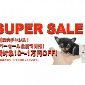 【 セール情報 】全店全頭対象スーパーセール開催!増税前の大チャンス!
