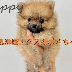ポメラニアン 】小さいもっふもふタヌキポメちゃん♡ | マルワン