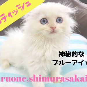 【 スコティッシュフォールド 】神秘的なブルーアイを持つ癒しのエンジェルスコティッシュ!!