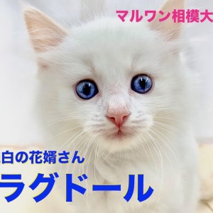 【 ラグドール 】純白のタキシードをまとった花婿登場!青い目のイケメンと人生のバージンロードを歩いてみませんか?