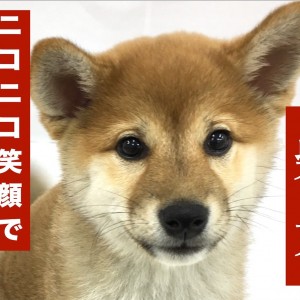 柴犬 元気を与えてくれるキラキラ笑顔が可愛すぎる 二重まぶたにも大注目 マルワンblog ペットショップ マルワン 小さめ子犬 美形な子猫 初心者安心のサポート