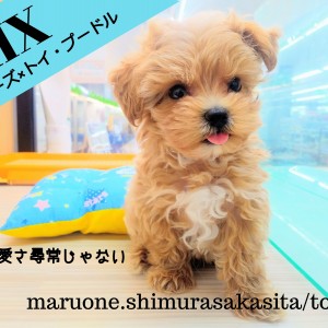 【 MIX犬 】超絶した可愛さ!!癒し系マルプー君とのスペシャルライフ!!