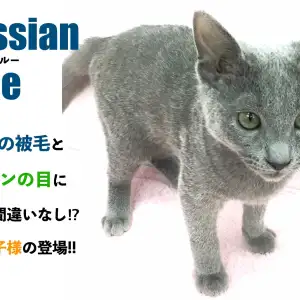 ロシアンブルー 青い被毛と緑の目に虜になること間違いなし 猫の王子様が鶴見店に登場 マルワンblog ペットショップ マルワン 小さめ子犬 美形な子猫 初心者安心のサポート