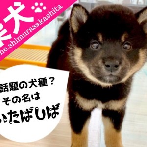 【 黒柴犬 】スタイリッシュな美人大和撫子柴ちゃん!!