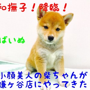 柴犬 まさに大和撫子 小顔で美人な柴ちゃん降臨 マルワンblog ペットショップ マルワン 小さめ子犬 美形な子猫 初心者安心のサポート