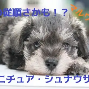 【 ミニチュア・シュナウザー 】忠犬とはまさにこの子のこと！？超従順わんこ降臨！