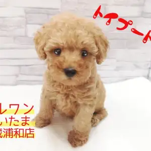 【 トイ・プードル 】生後57日で500g！プレミアムなタイニープードル！！