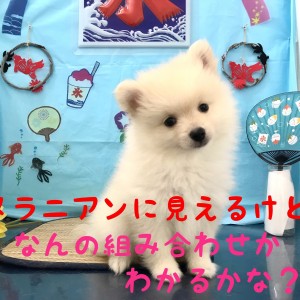 Mix 見た目はポメ 実際はあの人気犬種との組み合わせ マルワンblog ペットショップ マルワン 小さめ子犬 美形な子猫 初心者安心のサポート