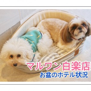 【夏休みペットホテル情報】ご予約はお早めに!白楽店お盆のペットホテル情報