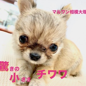 【 チワワ 】生後50日で352gの驚きのサイズ!眠気に勝てない元気っ子!