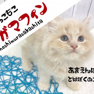 【 ラガマフィン 】ミルクティーカラーで あま~いマスクのスウィーツ系プリンス!