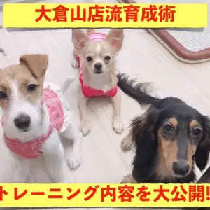 【 ワンコの育成術 】運動・躾・愛情!2019版大倉山店の訓練内容を大公開!