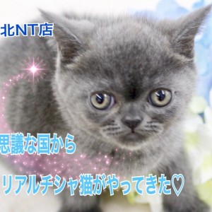 ブリティッシュショートヘア 】横浜不思議の国からリアル ブリティッシュショートヘア 】横浜不思議の国からリアル