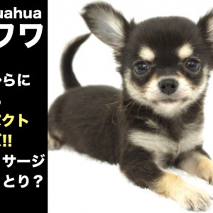 【 チワワ 】手のひらに収まるコンパクトサイズ!!猫マッサージでうっとり?