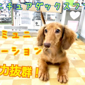 【 ミニチュア・ダックスフント 】コミュニケーション力抜群!!杉並区一良い子登場!