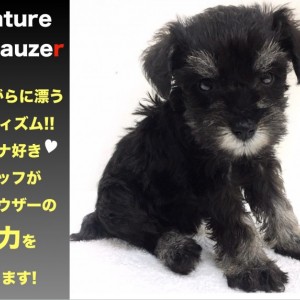 ミニチュア シュナウザー 可愛いけどダンディ ギャップ萌え犬登場 マルワンblog ペットショップ マルワン 小さめ子犬 美形な子猫 初心者安心のサポート