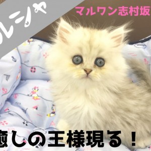 【 ペルシャ 】絶対的な癒しの王者はこの子で決まり！！プリンスペルシャ君登場！