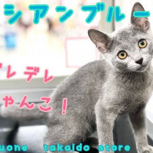 【 ロシアンブルー 】美しい毛色!性格の良さも見逃せない、甘えんぼにゃんこ!