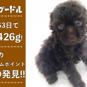お座りトイプードル3点 H14293.jpg?v=1740380967