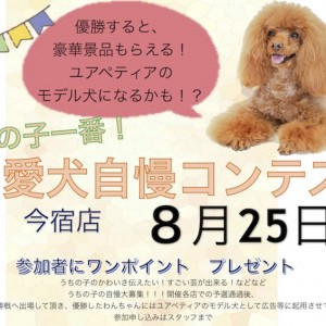 19最大のイベント スーパーモデルになれるチャンス 愛犬自慢コンテスト マルワンblog ペットショップ マルワン 小さめ子犬 美形な子猫 初心者安心のサポート