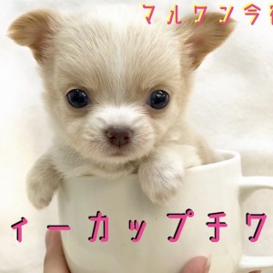 チワワ 】ティーカップサイズのおっとりベイビー！専用
