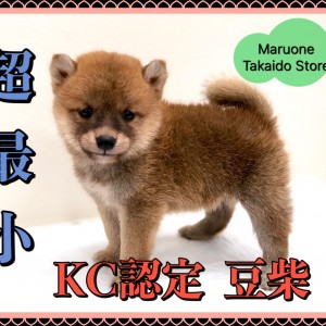 豆柴ちゃん 生後26日目の豆柴の赤ちゃん】豆柴サニーちゃんの妹ちゃんです