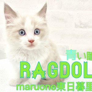 【 ラグドール 】ルックスは荒川区No.1！究極の甘えん坊イケメンがやってきた！