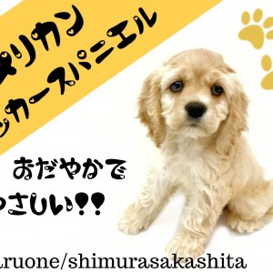 【 アメリカンコッカースパニエル 】温厚美形!陽気で賢い「アメコ」の魅力とは?
