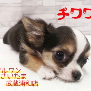 【 チワワ 】アクセス数急上昇中！！キラキラおめめがまぶしすぎる男の子！！