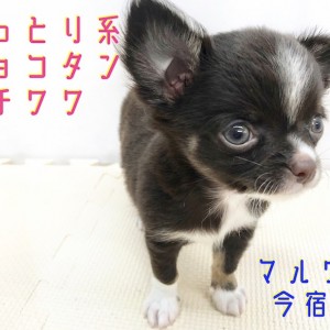 チョコタンチワワ 】レアカラーのおっとりBOY！最強の目力にご