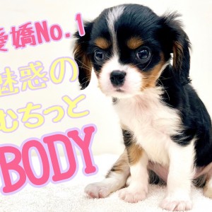 【 キャバリア 】英国で愛した魅惑のむちボディ!愛嬌のNO.1王子のご登場!