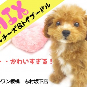 【 MIX犬 】究極の可愛さ×抜群の飼いやすさ!いいトコどりのスーパーMIX君!!