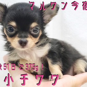 極小 チワワ 】生後51日で375g！ティーカップチワワが今宿店に降臨