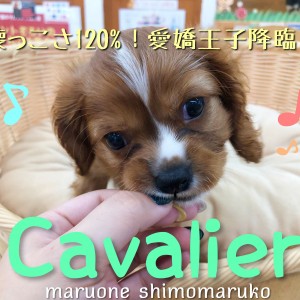 【 キャバリア 】とにかく人がだ~いすき!人懐っこさ120%の愛嬌王子降臨!