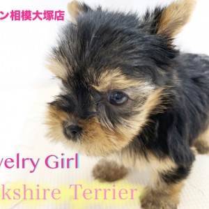 ヨークシャー・テリアと暮らす (決定版 愛犬の飼い方・育て方