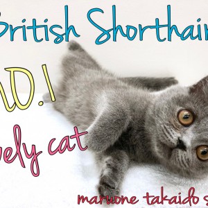 【 ブリティッシュショートヘア 】英国の代表ねこ!最強の甘えん坊はこの子♡