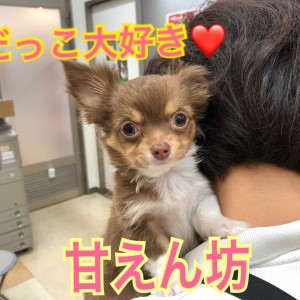 激安通販 チワワ マルワンBLOG | 】抱っこ大好き！人気カラーチワワ！ 絵画