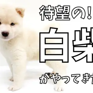 【 白柴 】待望のコロコロ大福ボディ!!柴犬にオススメのトレーニングも公開中!